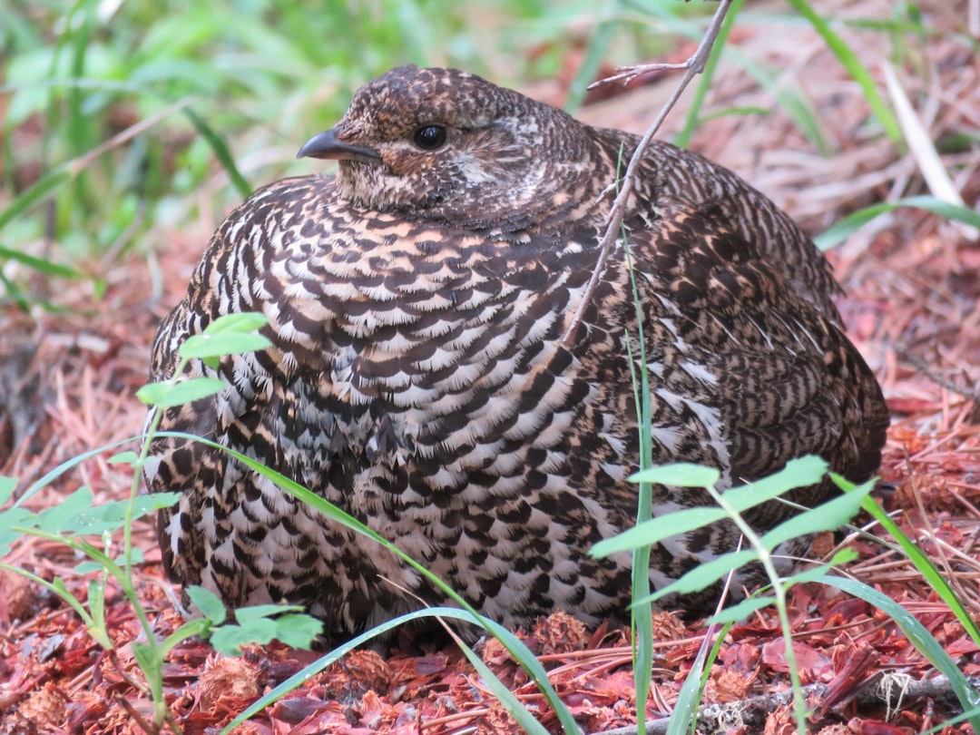 Photo Roasted grouse